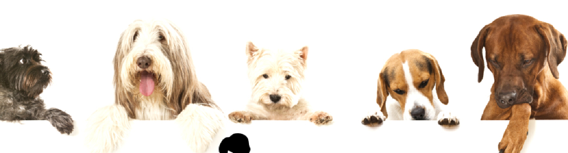 Triad Pet Care , WINSTON SALEM NC