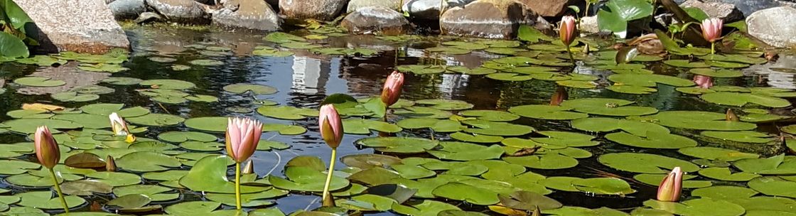 DAPPER PONDS, Mesquite TX