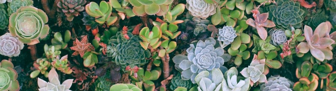 Cultivate and Flourish, Carlsbad CA