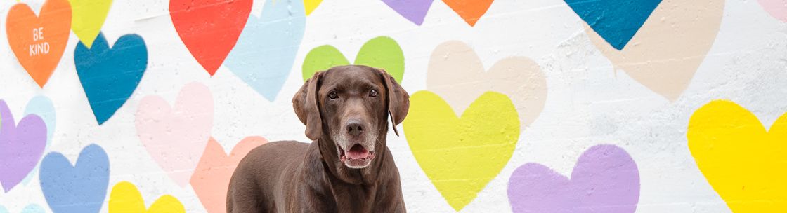 BARKography, Charlotte NC