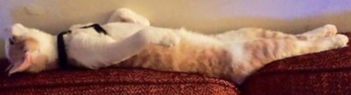 Madison Quality Pet Care, LLC, Madison MS