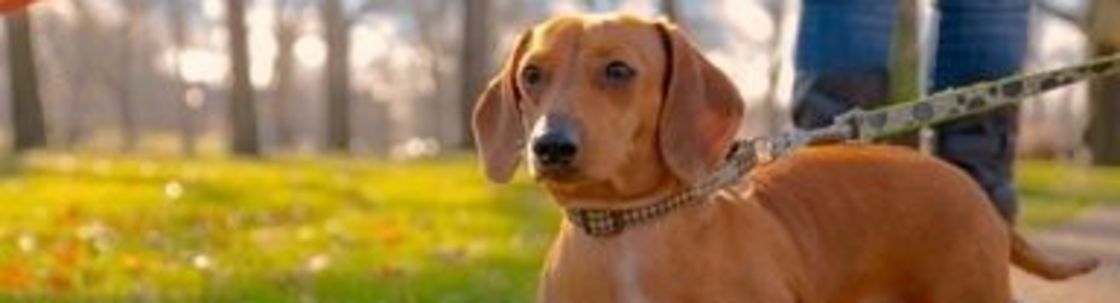 Executive Pet Services, LLC, Cleveland OH