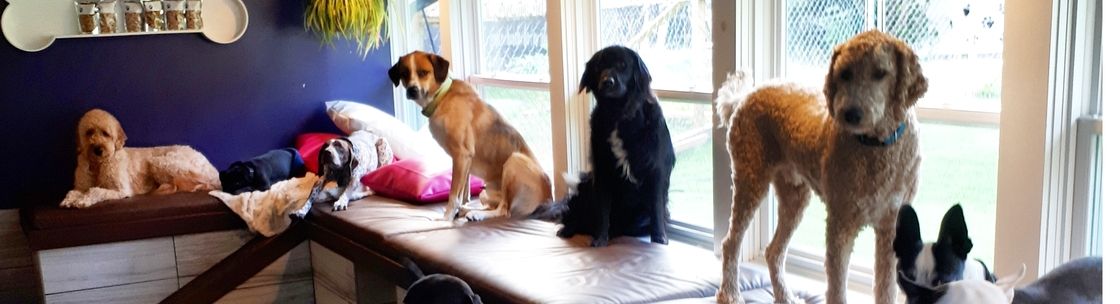 chris's dog hotel no cages luxury pet resort