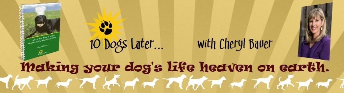 10DogsLater.com, Boulder CO