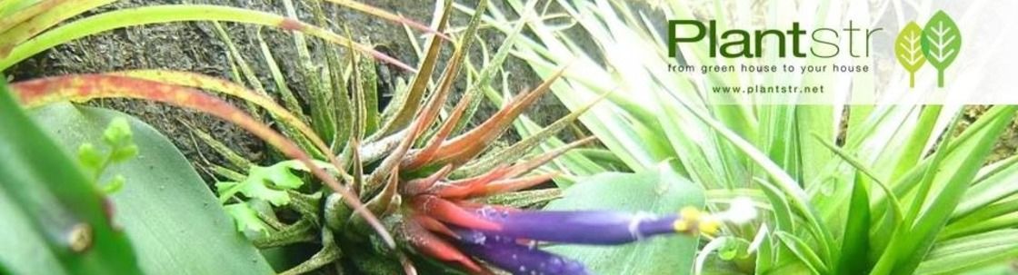 Plantstr – Air Plants & More, Miami FL