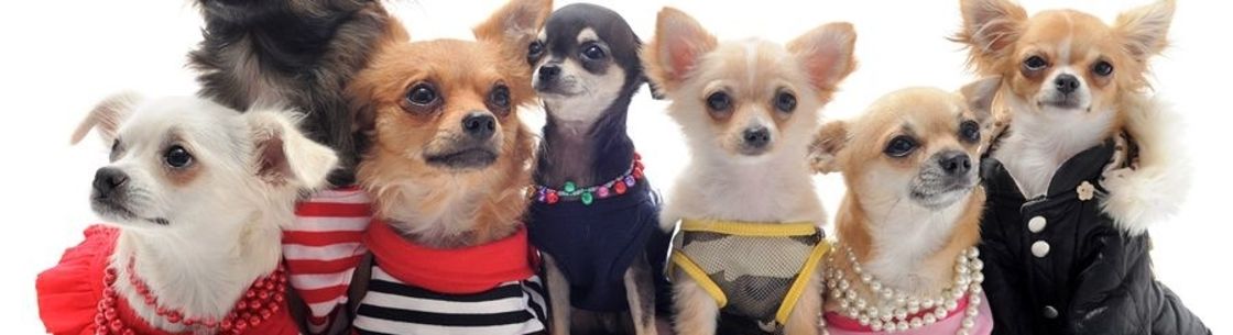 Cali's Canine Couture, Wheatfield IN