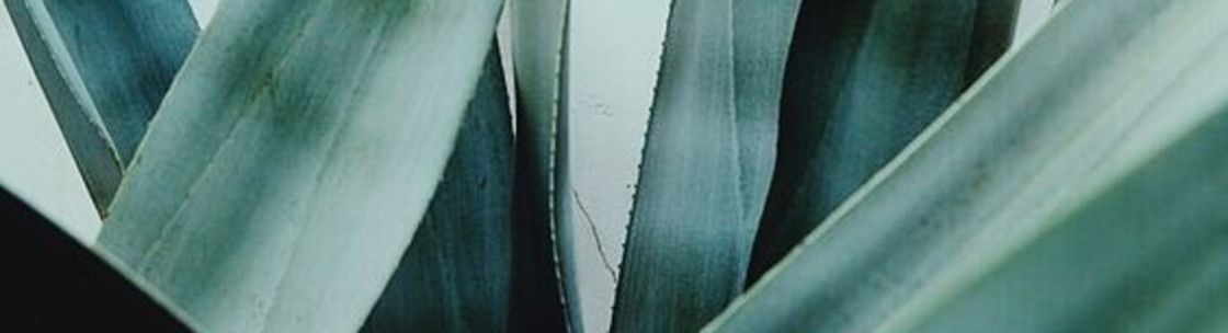 CoolHatcher, New York NY