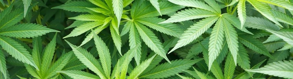 Intelligent Cannabis Solutions, LLC, Denver CO