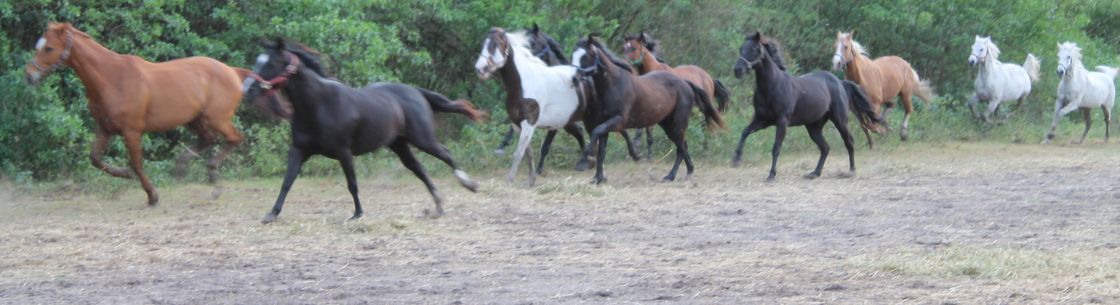 F.R.I.E.N.D.S. Horse Rescue & Sanctuary/Florida Research Institute for  Equine Nurturing, Development & Safety, Inc., Southwest Ranches FL