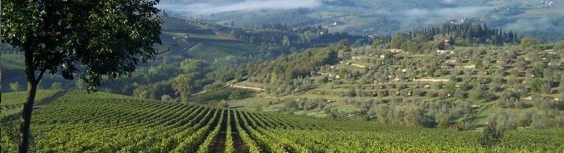 Vinifera Imports, Austin TX