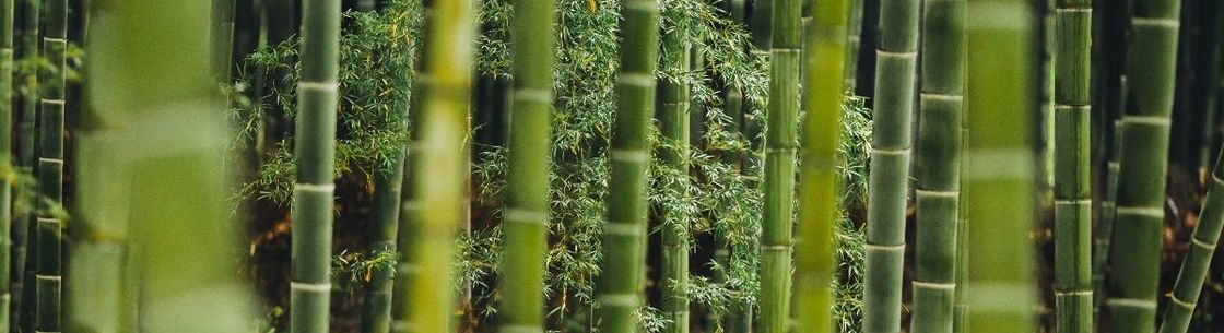 bambooshoot company, Mililani HI