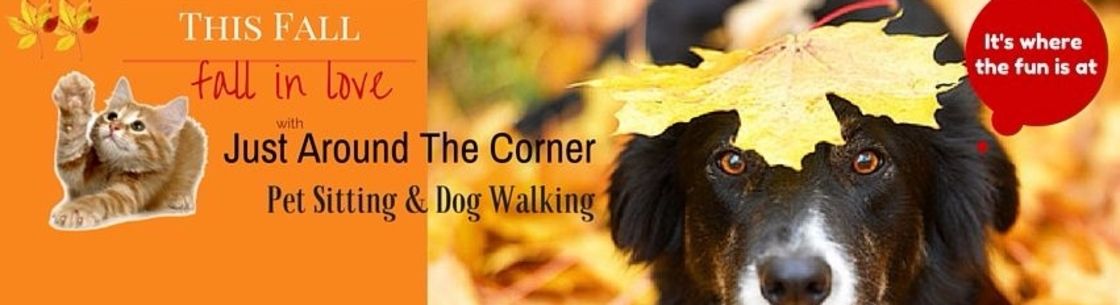 why do dogs walk into corners