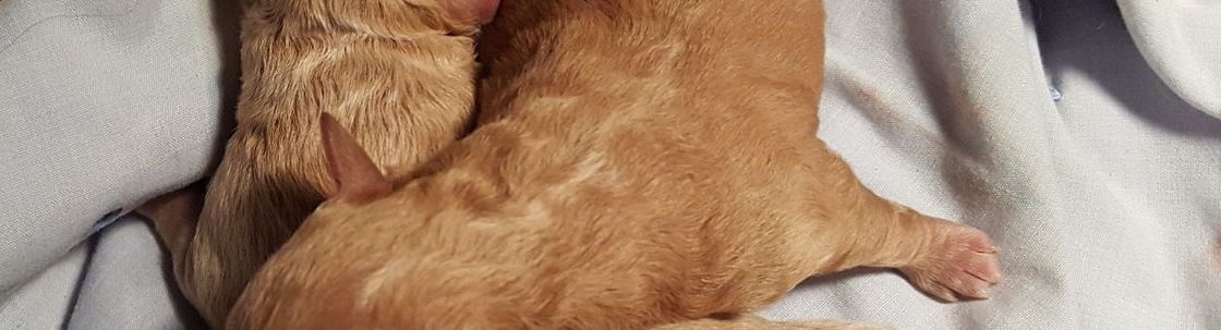 Anderson's Yorkies LLC, Mason City IA