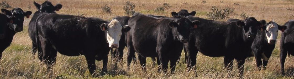 River Watch Beef, LLC, SHAWNEE MISSION KS