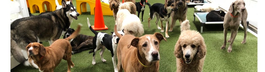 L A Dogworks, Los Angeles CA