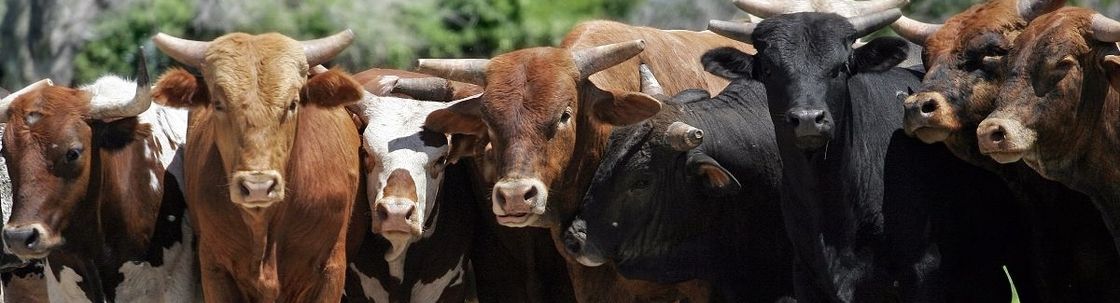 Helping Bulls Thrive In China Shops, Bloomington IN