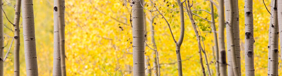 Erin D. Jacobs Photography, Gunnison CO