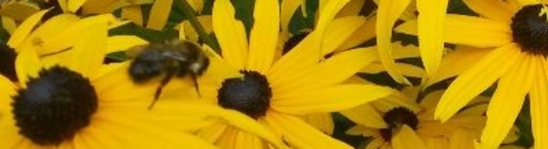 Good Health-Long Life- Wellness, Toronto ON