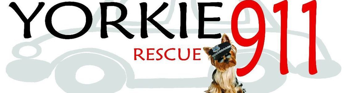 Yorkie best sale rescue 911