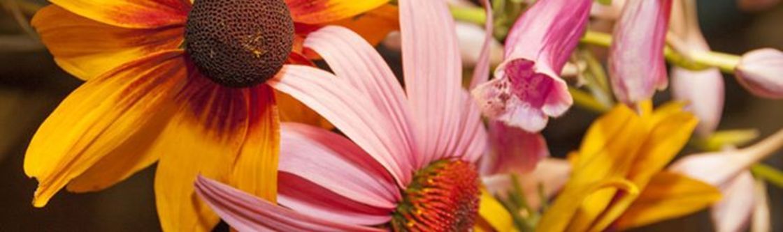 Classic Homeopath, Aloha OR