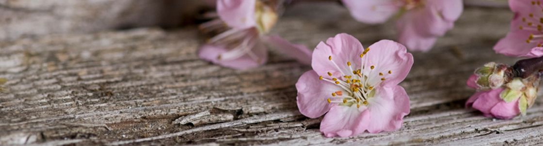 Harmony Doula Group, Livermore CA