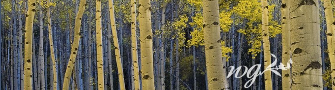 Wendy Griffith Photography, Eagle CO