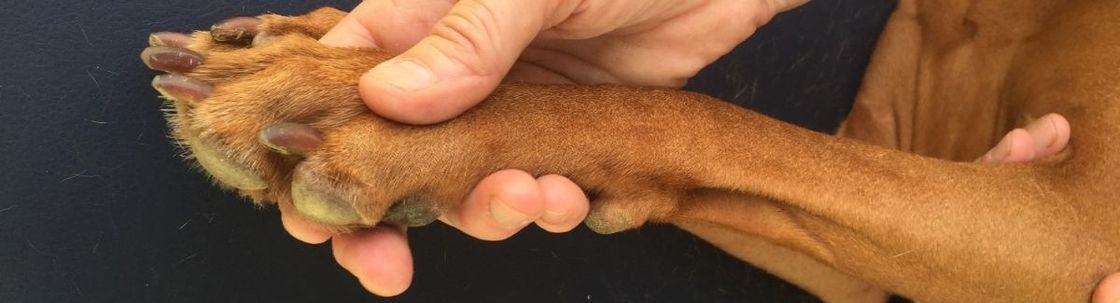 Caring 4 Canines, Durham NC
