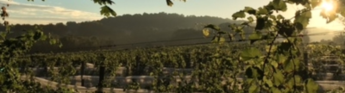 Basignani Winery LTD, Sparks Glencoe MD