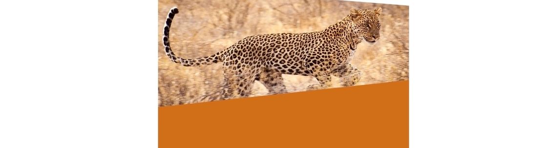 Leopard Media Group, McLean VA