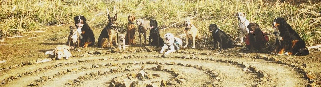 Good Dog for Life LLC, Pacifica CA