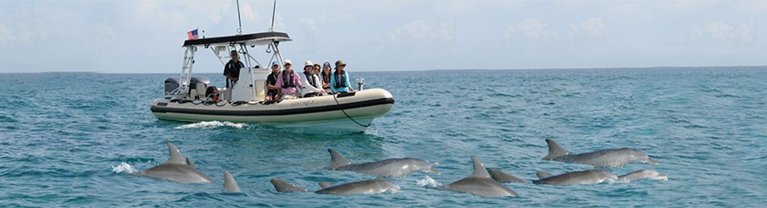 Palm Beach Jupiter Dolphin Tours, JUPITER FL