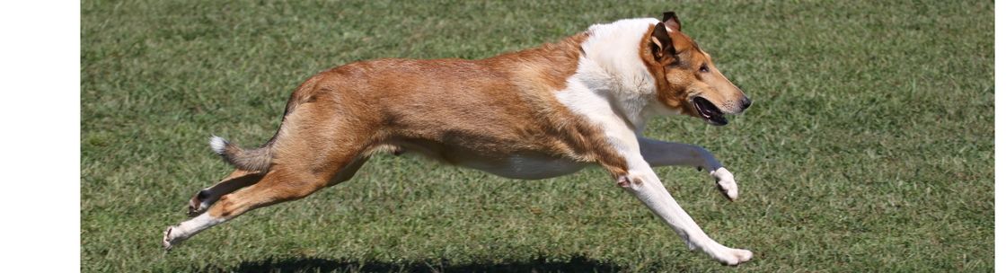 Stonebriar Dog Training LLC, Carrollton GA