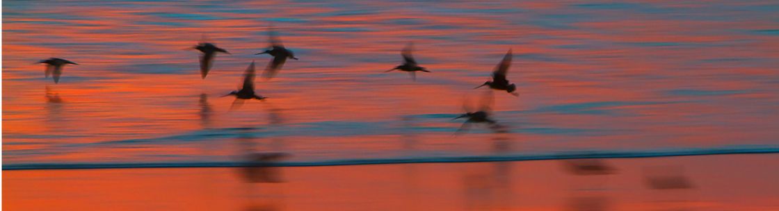 Dina Pielaet, Ventura CA