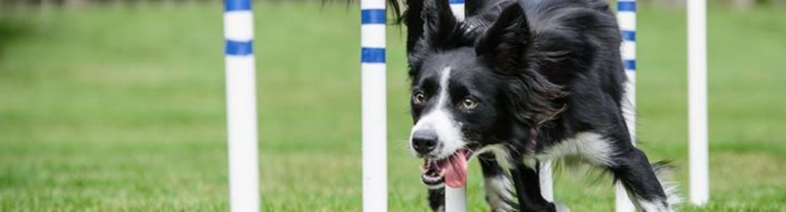 Cloud K9 Academy, Naperville IL