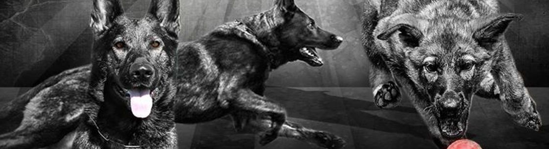 Taylor Made Working Dogs, Ramona CA