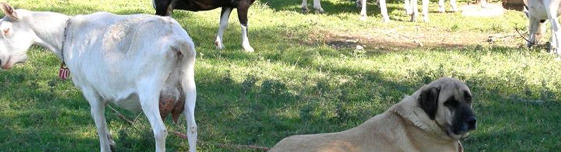Patteran Dairy Goats, Akbash Dogs, and Kangal Dogs, Era TX