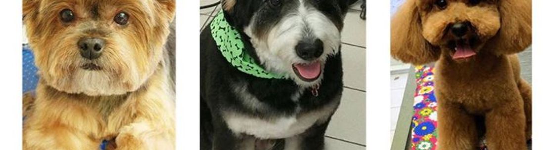 dog grooming north york