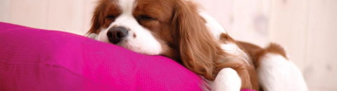 Pets Are Inn - Philadelphia (Bucks County), Doylestown PA