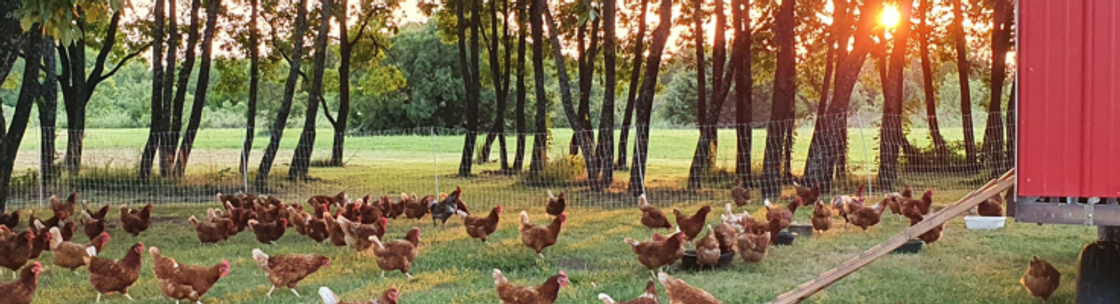 Blackberry Chicken Farm, Noble OK