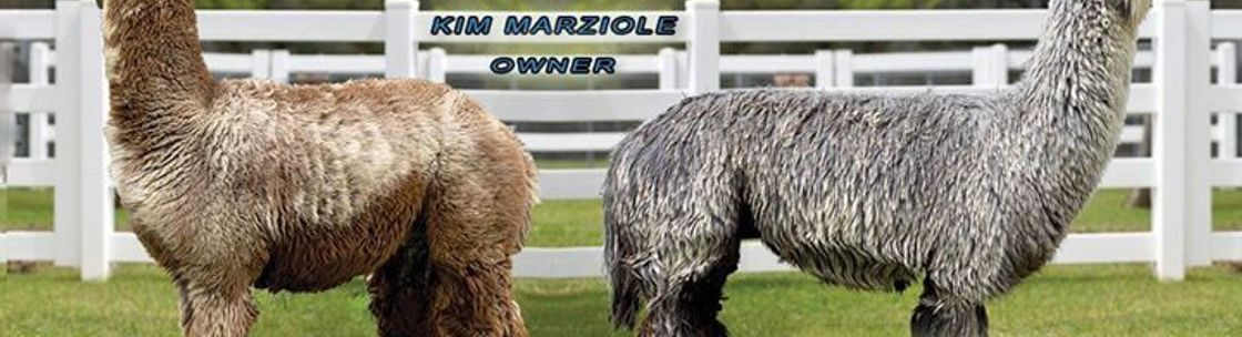 Alpacas and Beyond, BVA Ranch, Somis CA