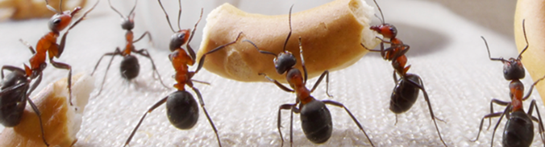 Ozark Integrated Pest Service Inc., Topeka KS