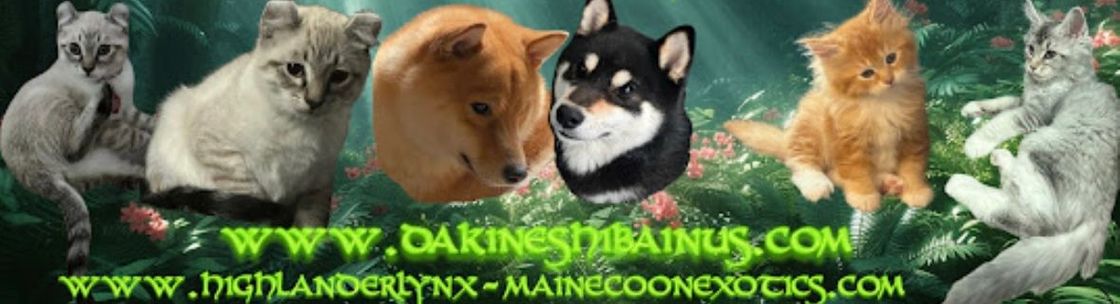 Dakine Shiba Inu's & Exotic Cats  Oregon, Eugene OR