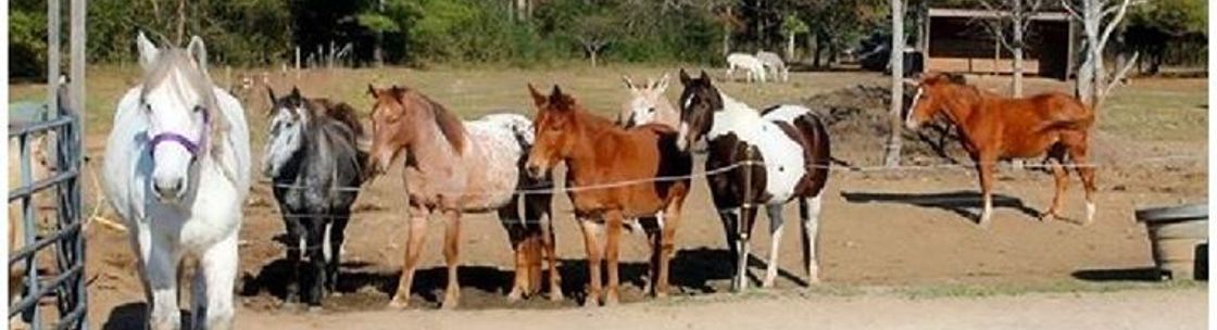 Pasture Pals Equine Rescue, Clayton NC