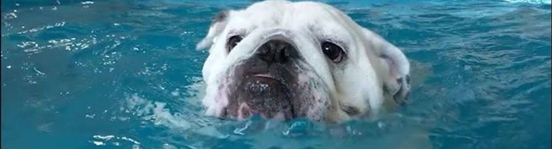 doggy paddle aquatic center