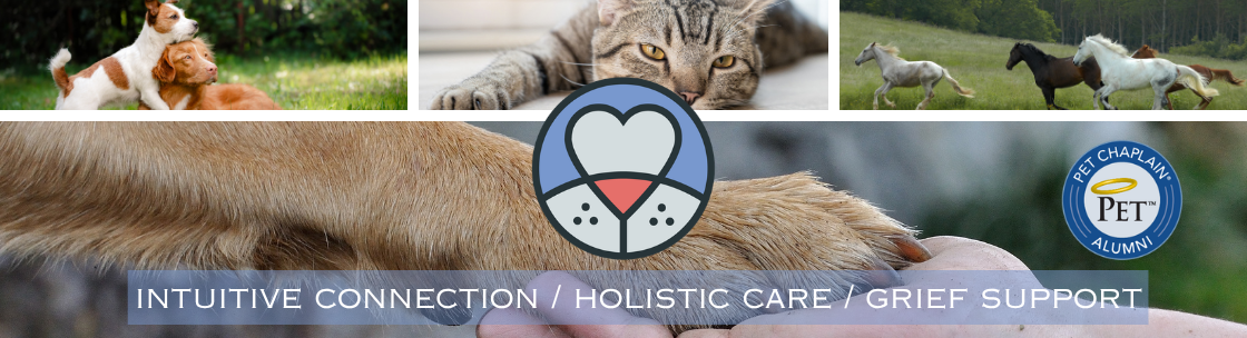 Animal Soul Connection ~Holistic care, Education & Intuitive Connection, Tucson AZ