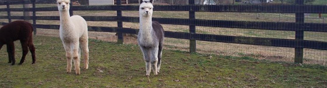 Dreamland Alpacas LLC, Meadowview VA