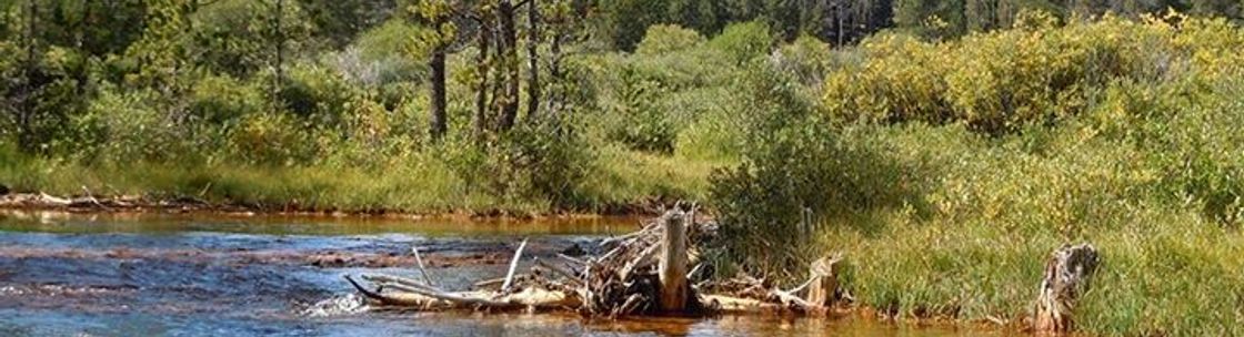 Acme Graphic Design, Evergreen CO