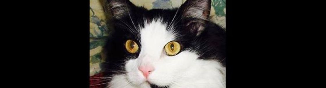 Forgotten Cats Wilmington DE Alignable Forgotten Cats Wilmington DE Alignable