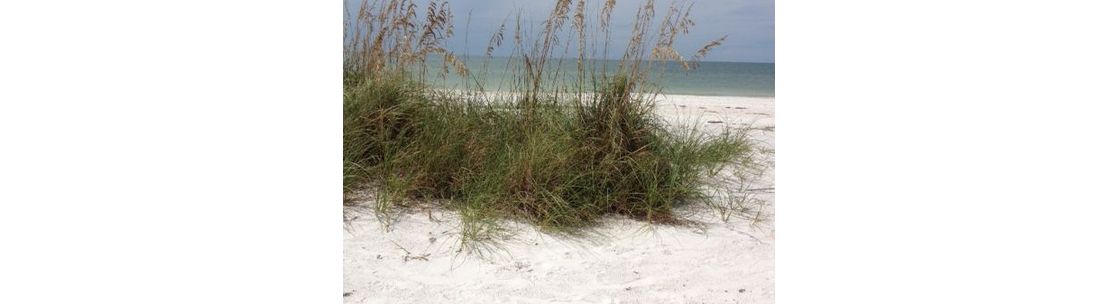 Louise Alepins Realtor, Clearwater FL