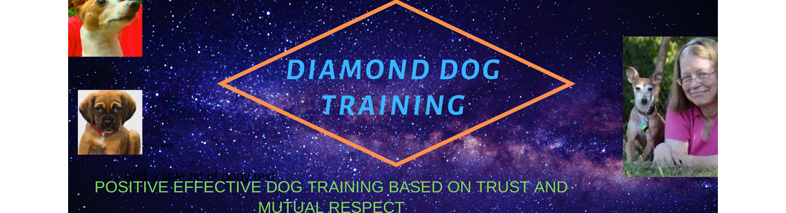 Diamond Dog Training , Norwalk CT